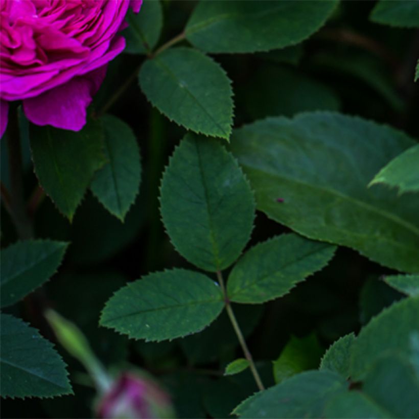 Rosier ancien Reine des Violettes (Foliage)