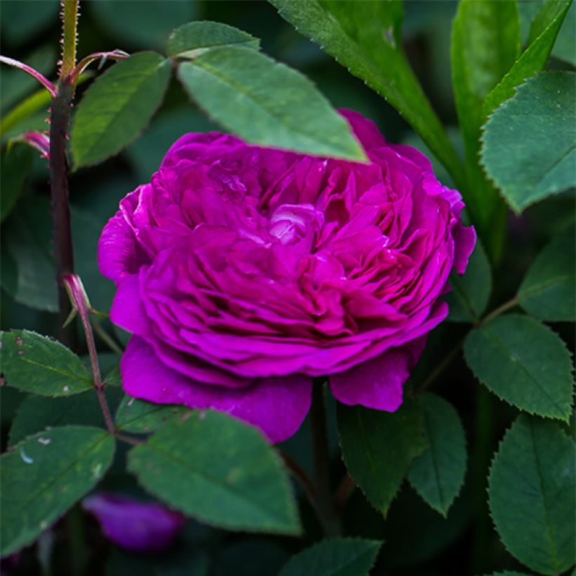 Rosier ancien Reine des Violettes (Flowering)