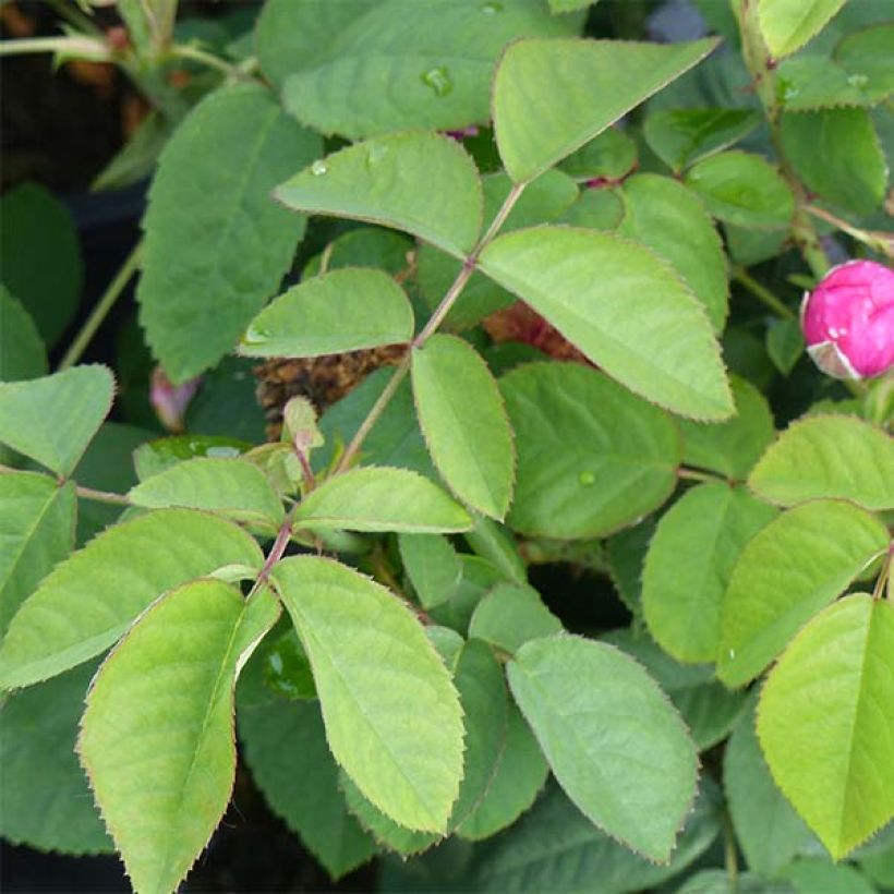 Rosier ancien Rose de Rescht (Foliage)