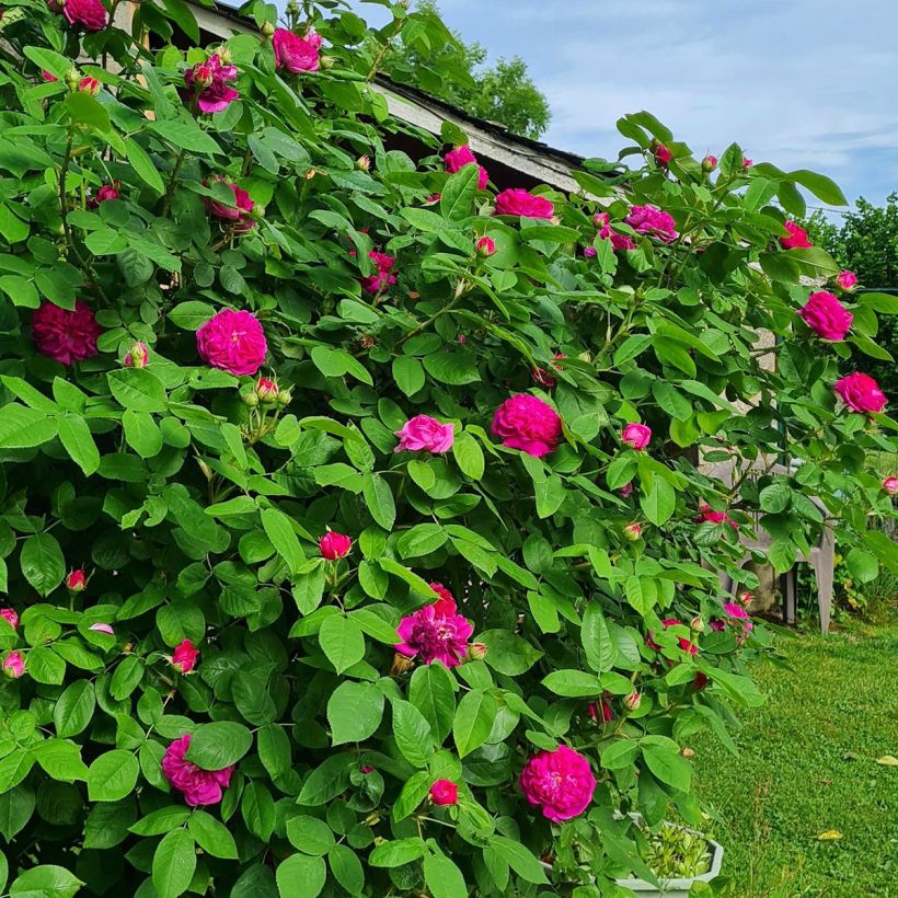 Rosier ancien Rose de Rescht (Plant habit)
