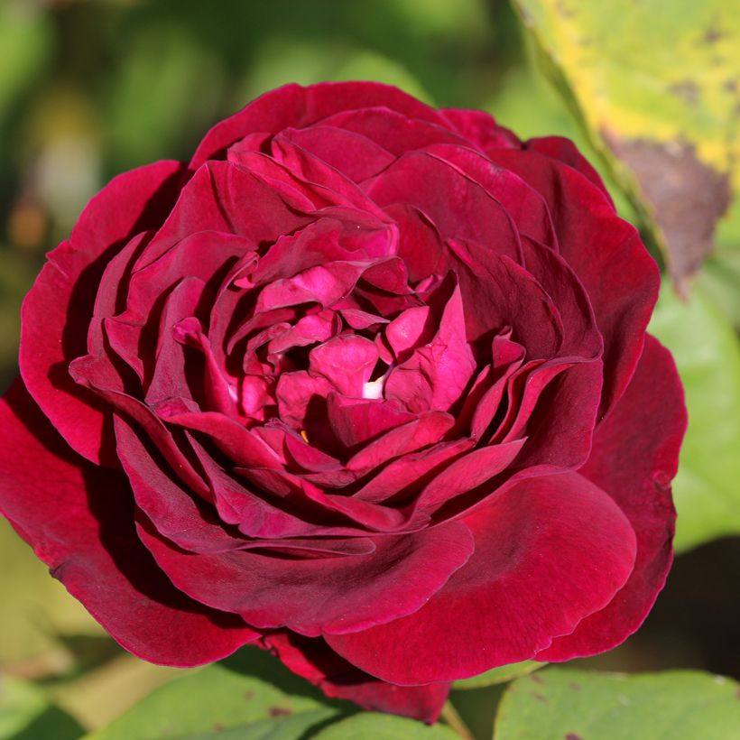 Rosier ancien Souvenir du Dr Jamain (Flowering)