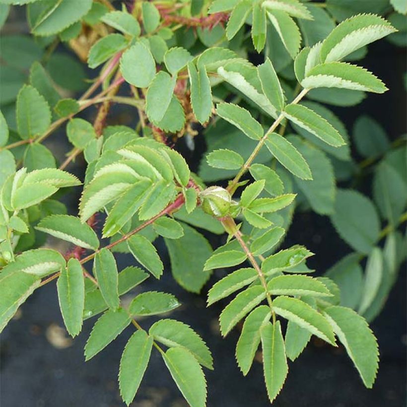 Rosier ancien Stanwell Perpetual (Foliage)