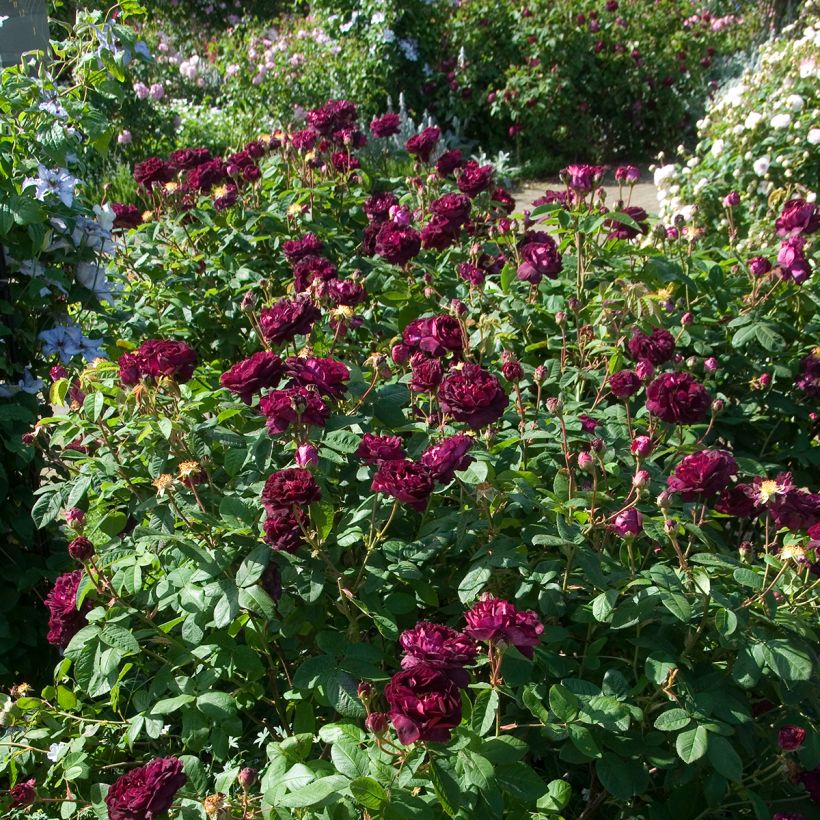 Rosier ancien Tuscany Superb (Plant habit)
