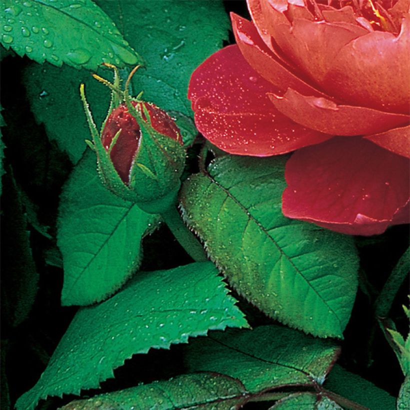 Rosier David Austin Benjamin Britten (Foliage)