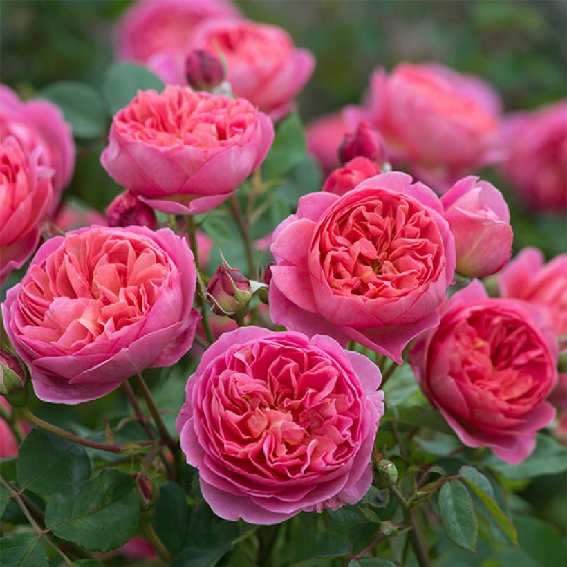 Rosier David Austin Boscobel (Flowering)