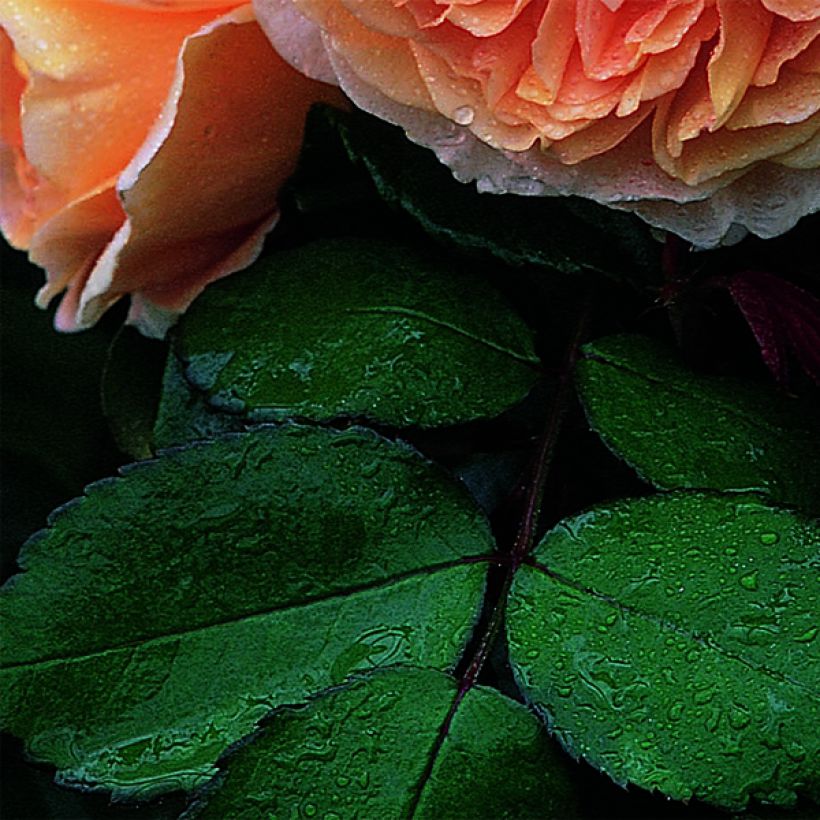 Rosier David Austin Crown Princess Margareta (Foliage)