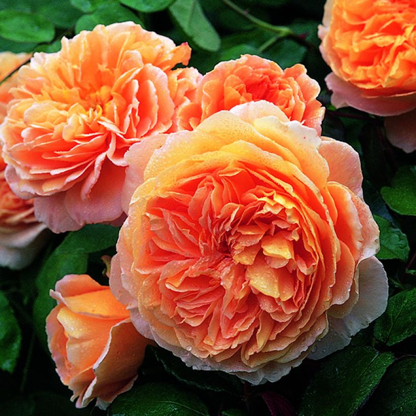 Rosier David Austin Crown Princess Margareta (Flowering)