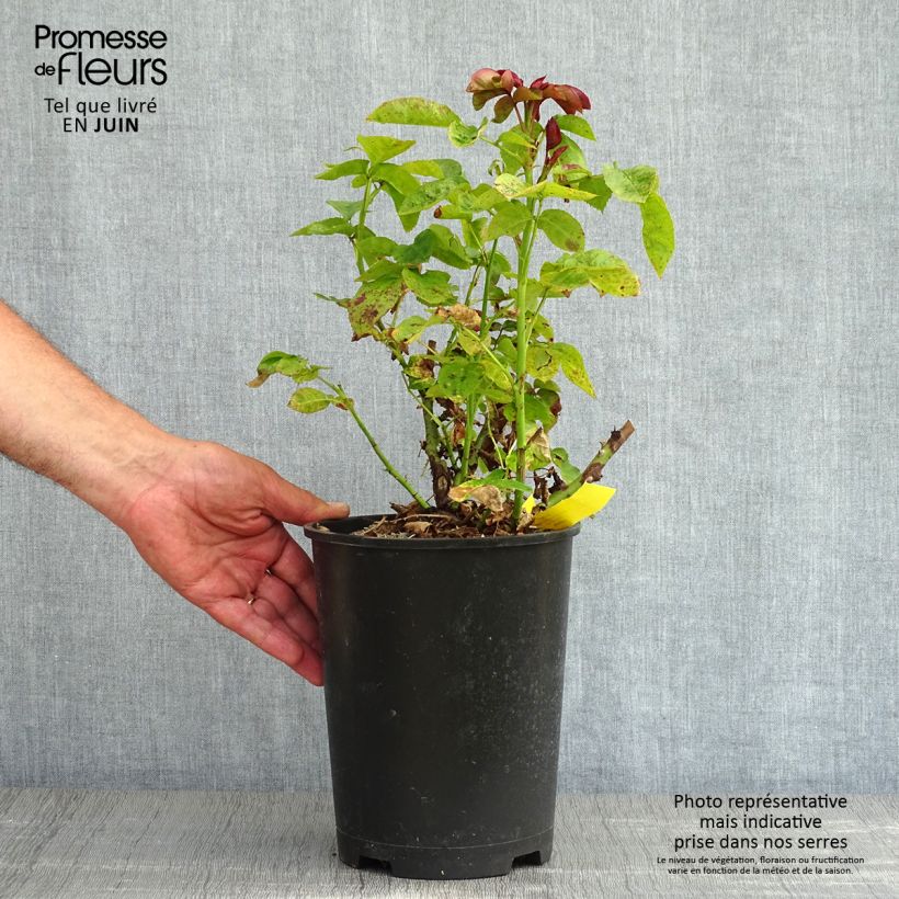 Example of Rosier anglais English Legend Hamlet Pot de 4L/5L as you get in printemps