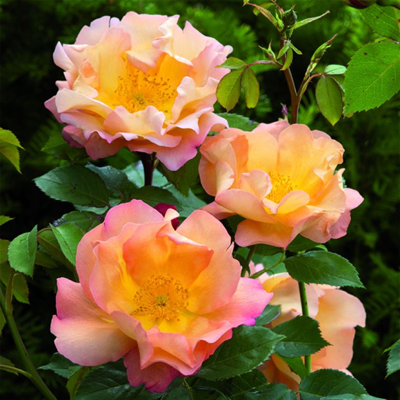 Rosier David Austin Fighting Temeraire  (Flowering)