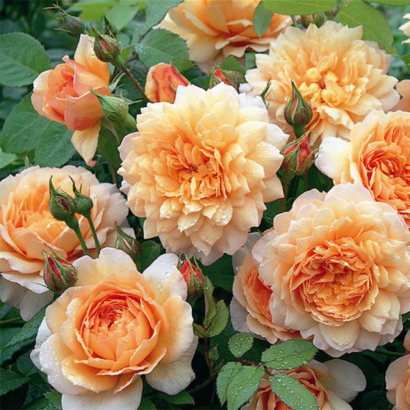 Rosier David Austin Grace  (Flowering)