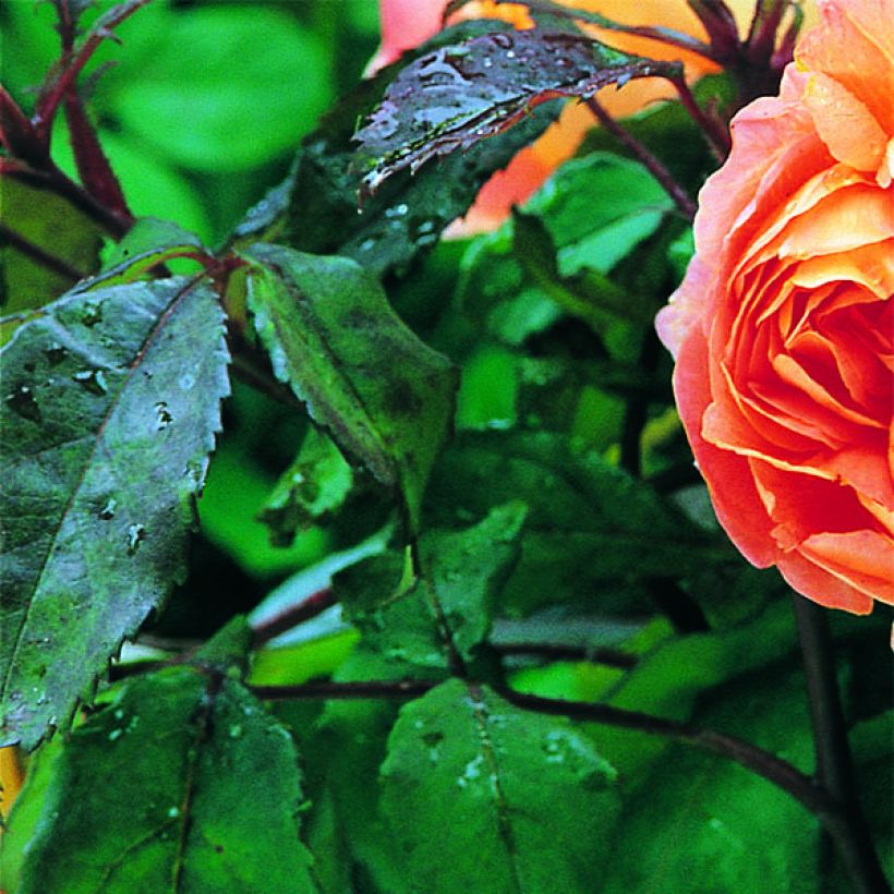 Rosier David Austin Lady Emma Hamilton  (Foliage)