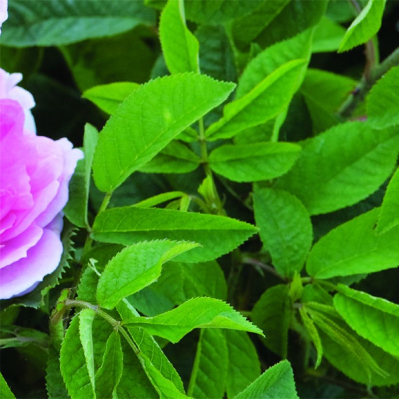 Rosier David Austin Maid Marion (Foliage)