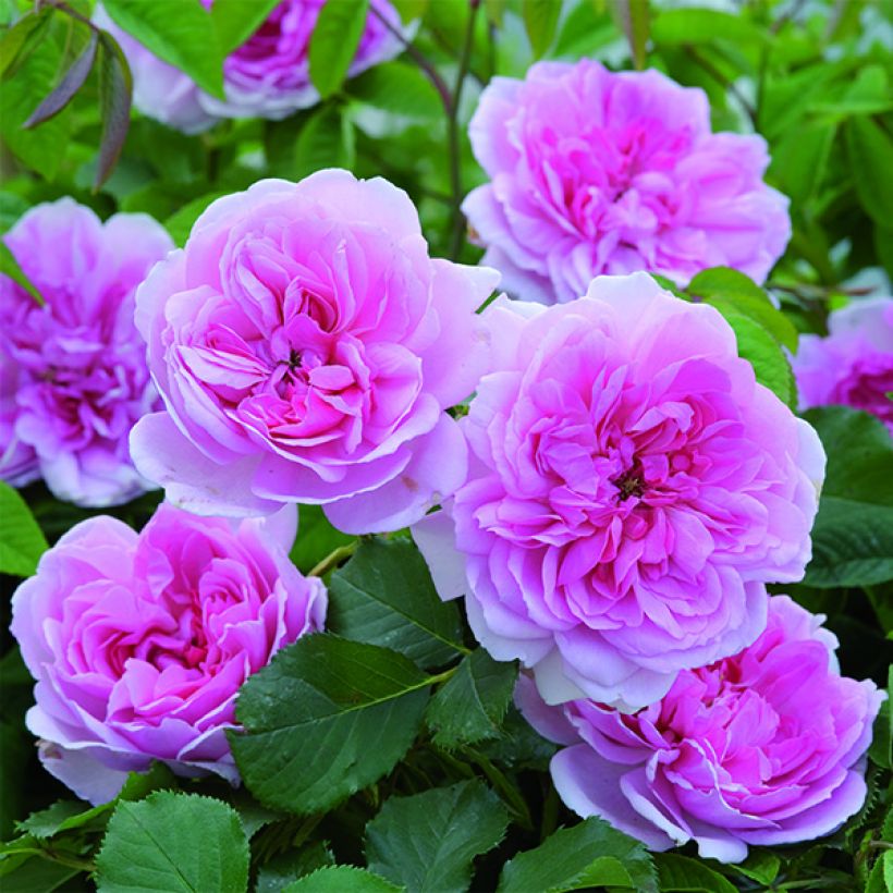 Rosier David Austin Maid Marion (Flowering)