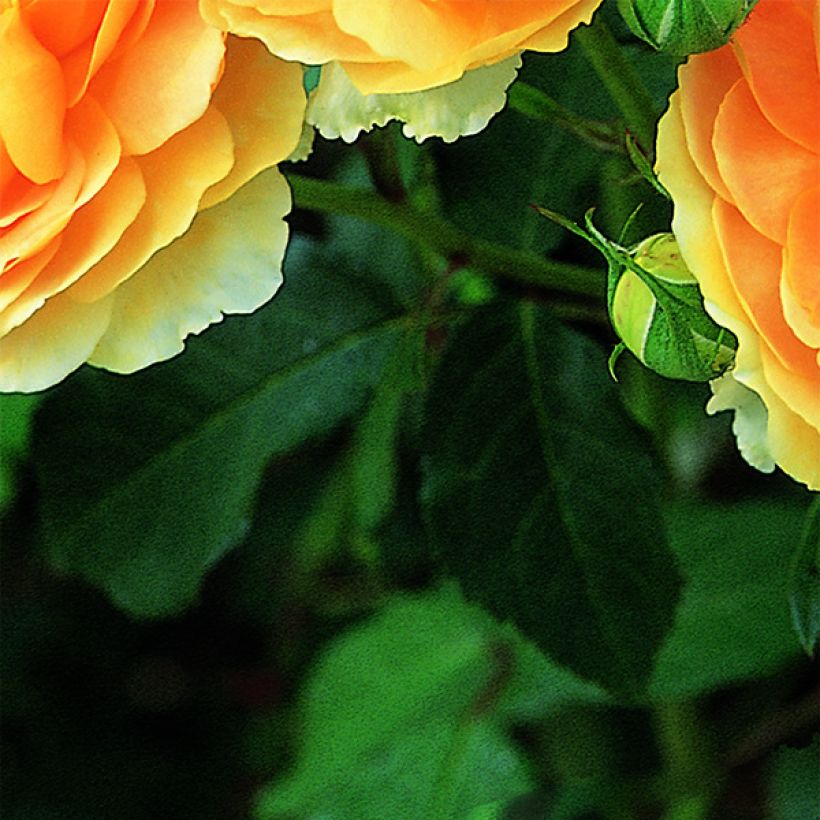Rosier David Austin Molineux (Foliage)