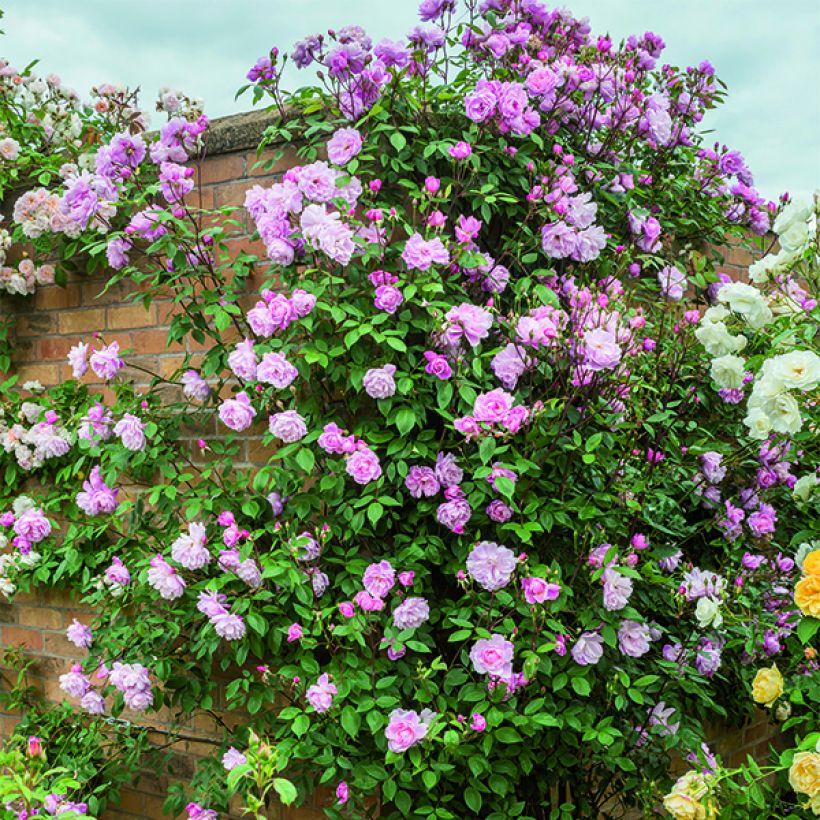 Rosier David Austin Mortimer Sackler grimpant (Plant habit)