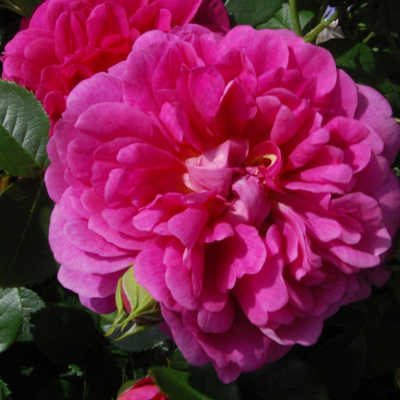 Rosier David Austin Princess Anne (Flowering)