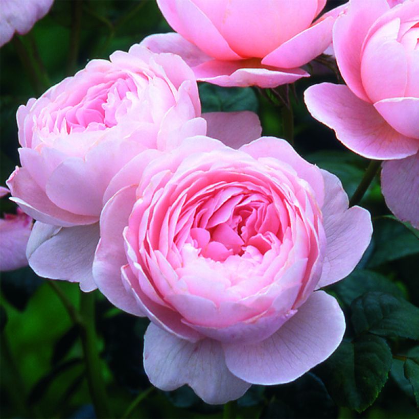 Rosier David Austin Queen of Sweden (Flowering)