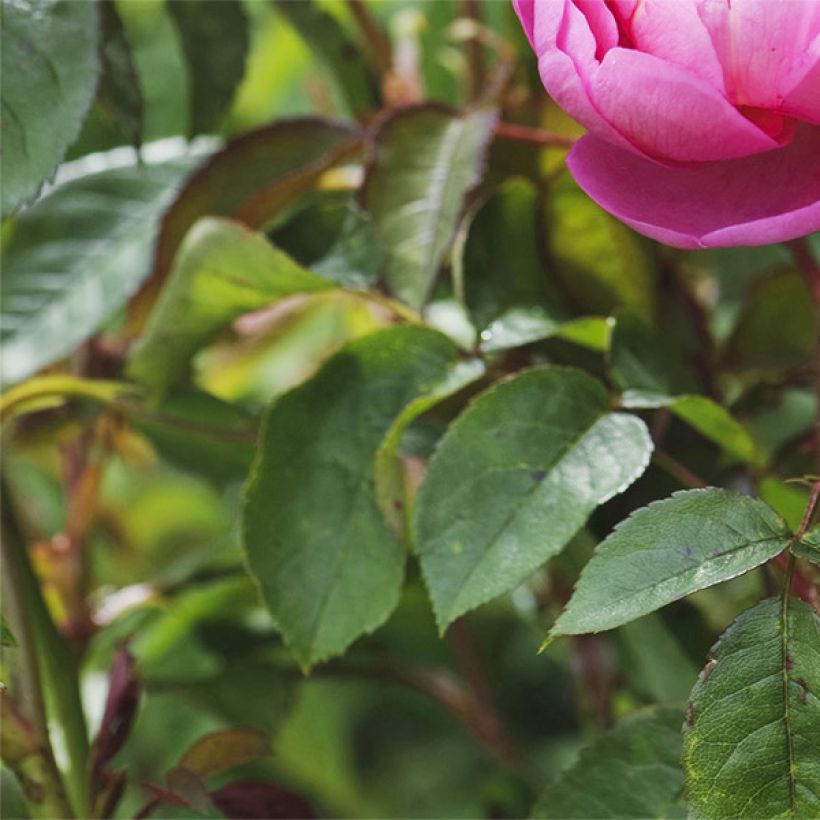 Rosier David Austin Royal Jubilee (Foliage)