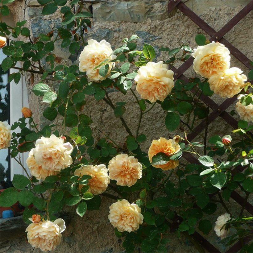 Rosier David Austin Teasing Georgia (Plant habit)
