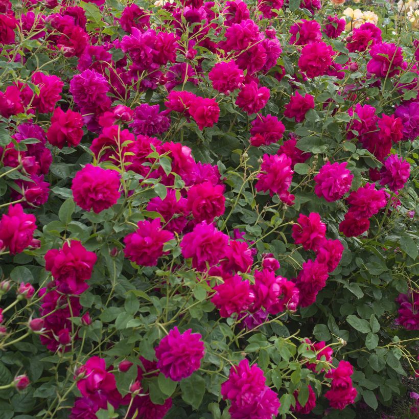 Rosier David Austin Thomas à Becket  (Plant habit)