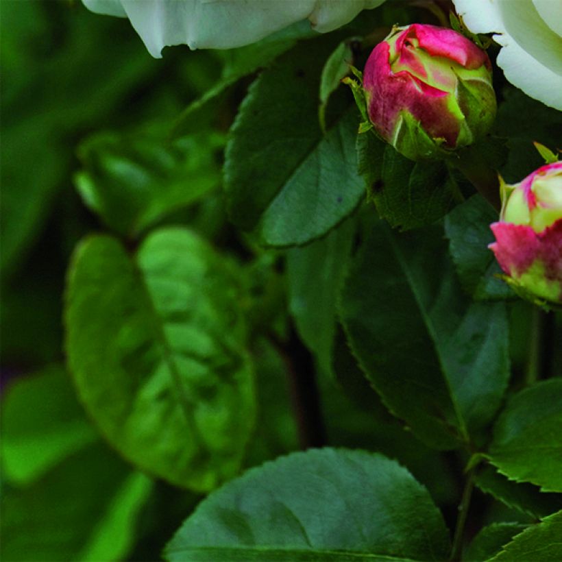 Rosier David Austin Tranquillity (Foliage)