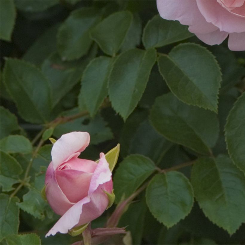 Rosier David Austin Wildeve (Foliage)