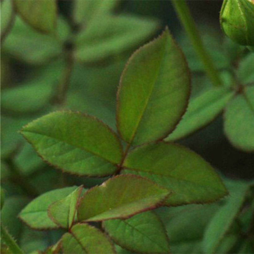 Rosier David Austin Wollerton Old Hall (Foliage)