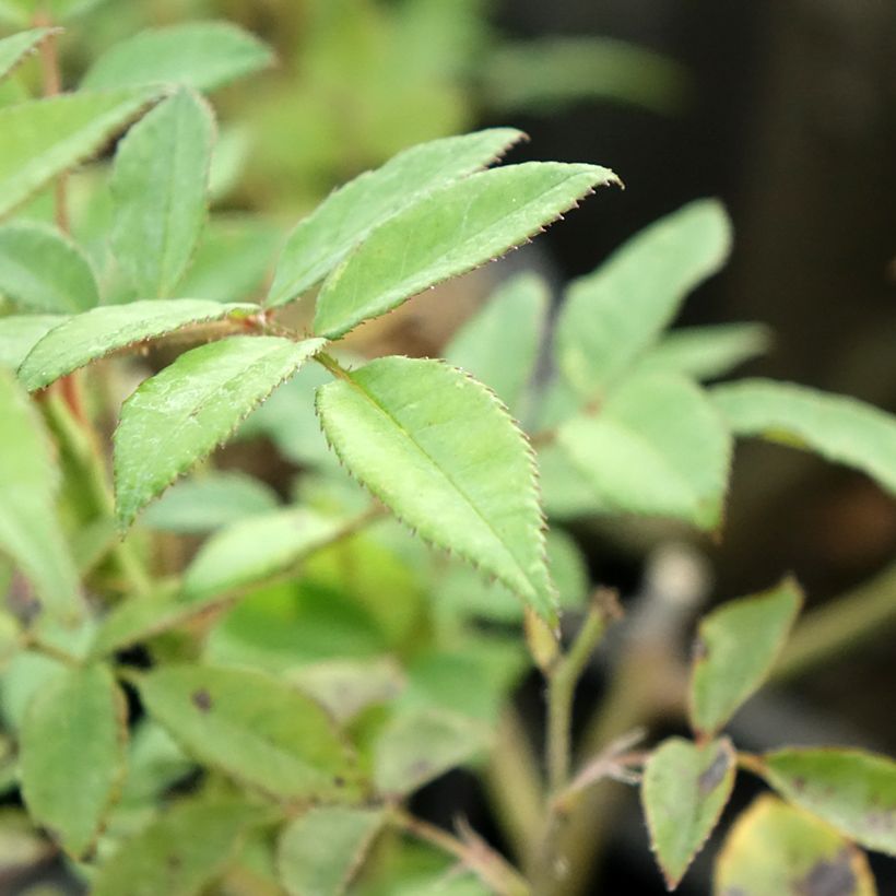 Rosier arbustif Allevia (Foliage)