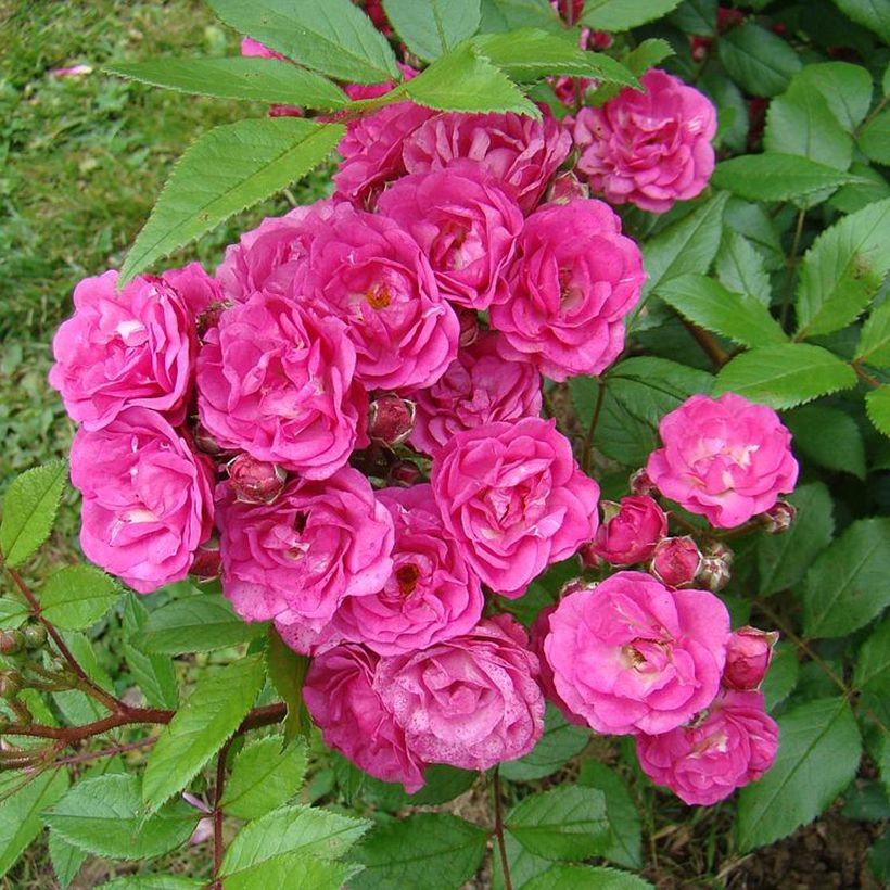 Rosier arbustif Dinky (Flowering)