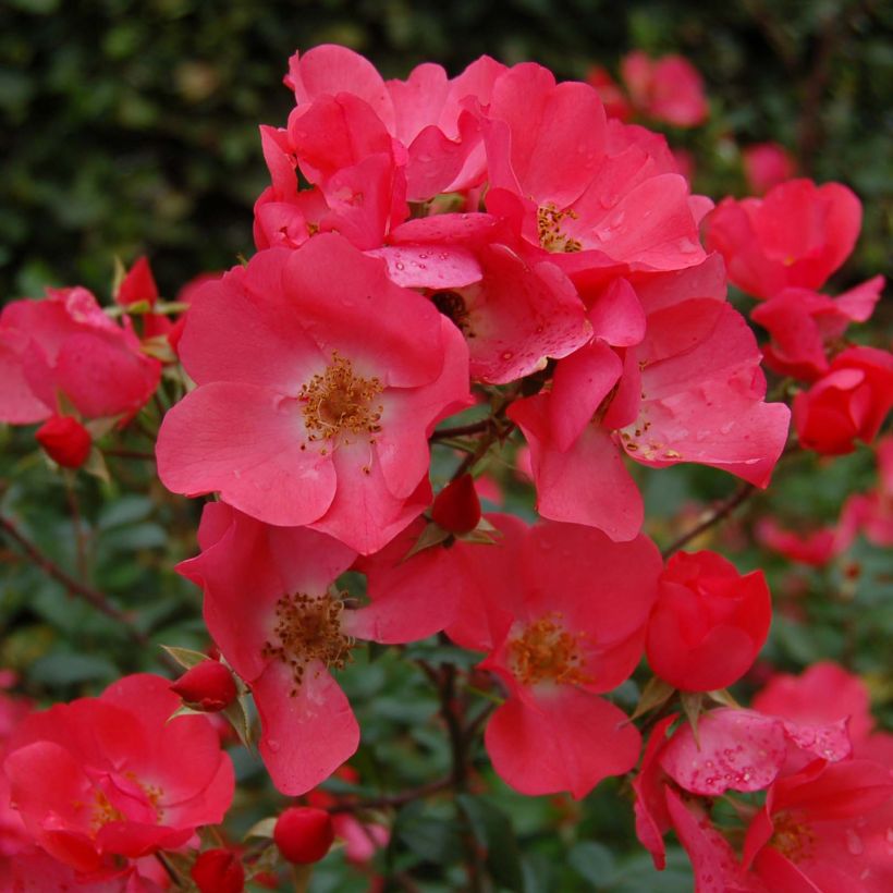 Rosier arbustif Douceur Normande (Flowering)