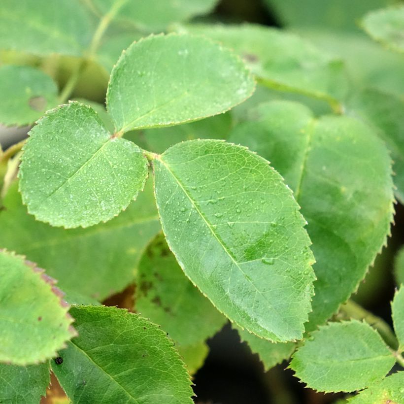 Rosier arbustif Etoile Pourpre (Foliage)