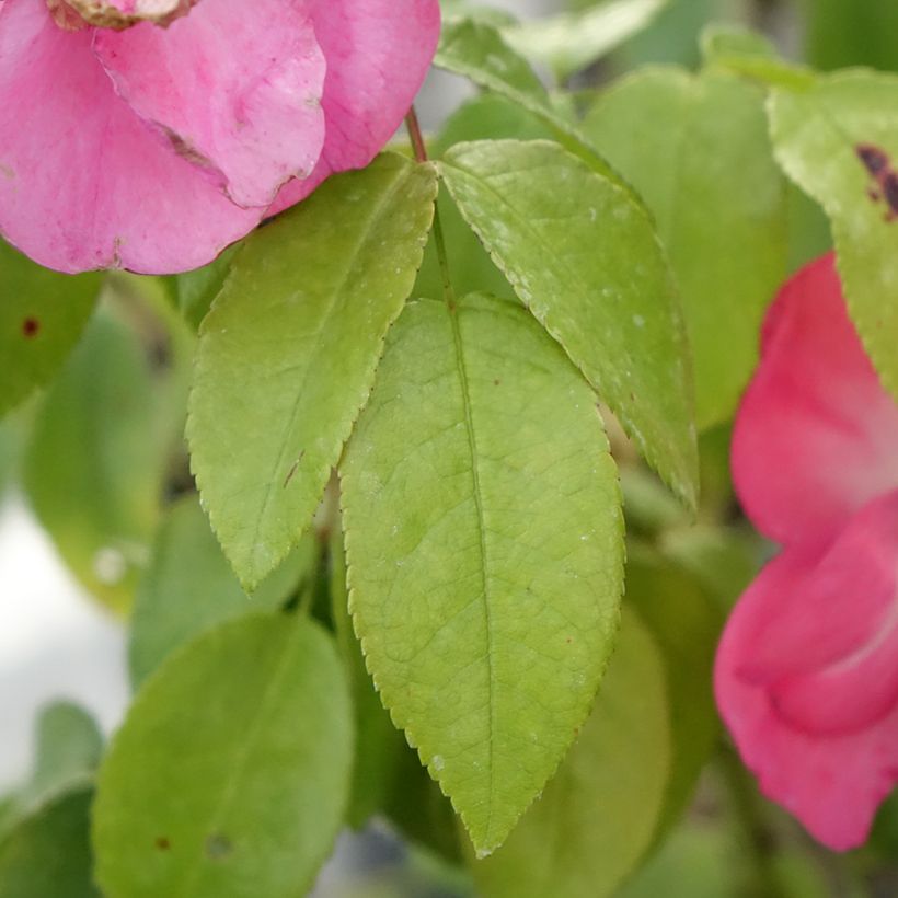 Rosier arbustif  Finn's Rose (Foliage)