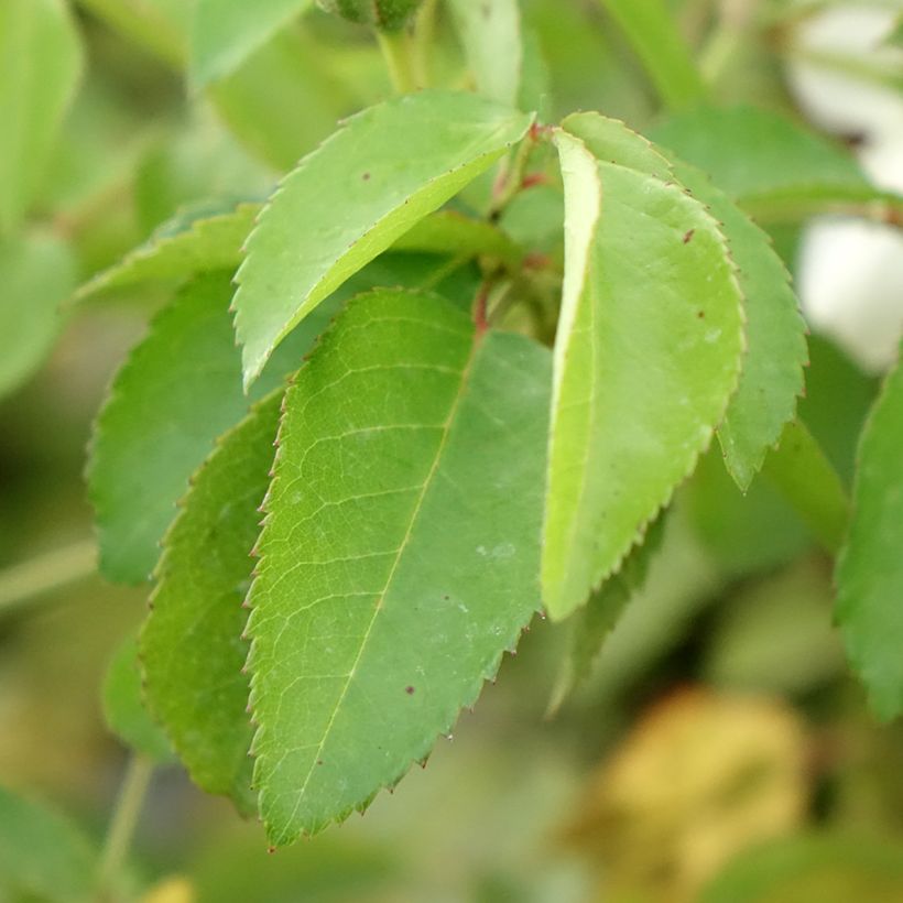Rosier arbustif La Feuillerie (Foliage)