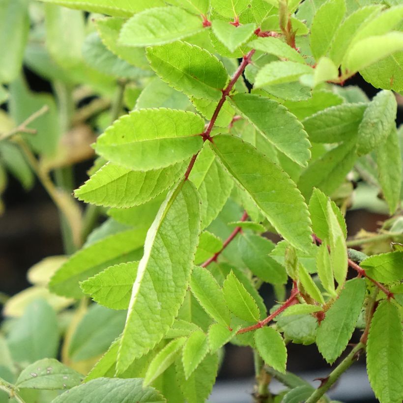 Rosier arbustif Magie d'orient (Foliage)
