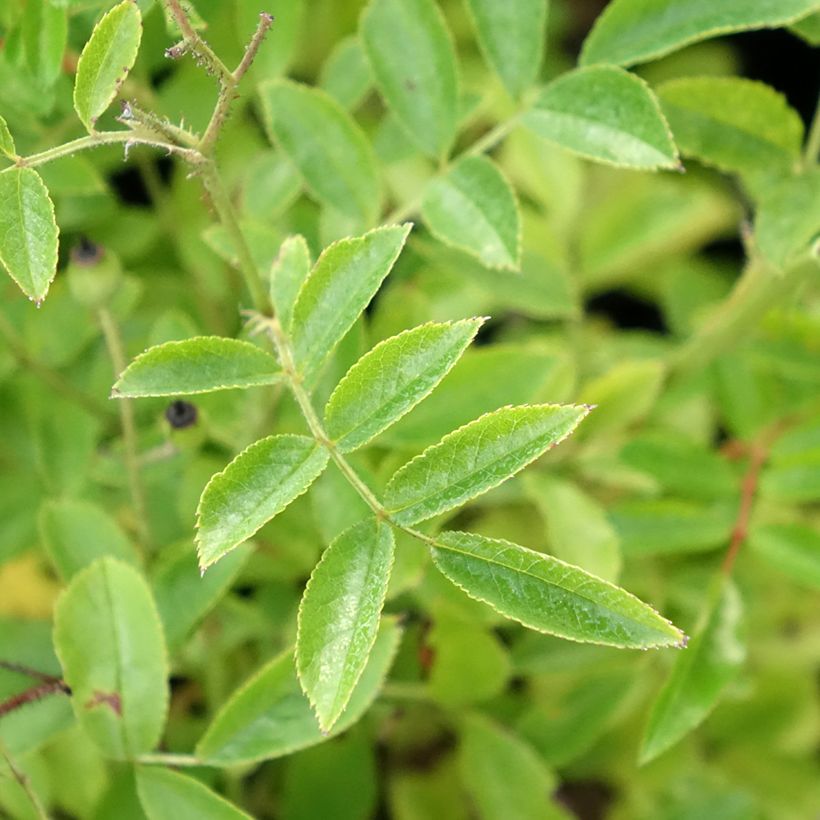 Rosier arbustif Millie Fleur (Foliage)