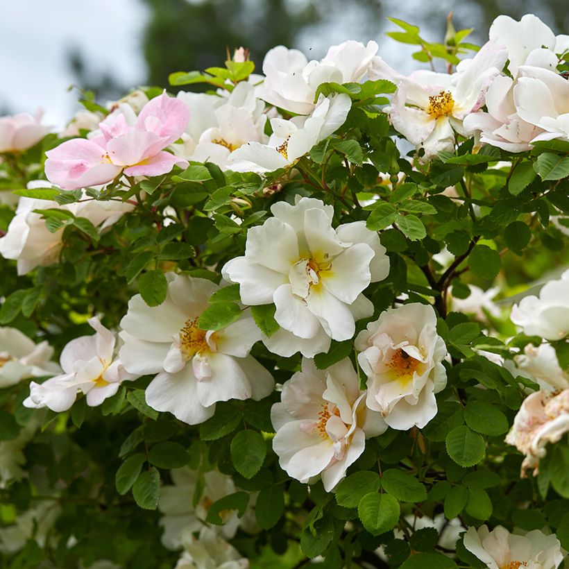 Rosier arbustif Nevada (Flowering)