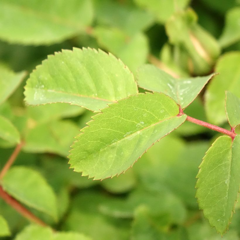 Rosier arbustif Nevada (Foliage)