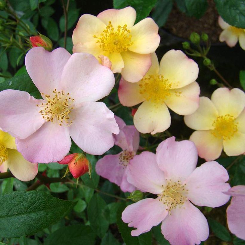Rosier arbustif Plaisanterie (Flowering)