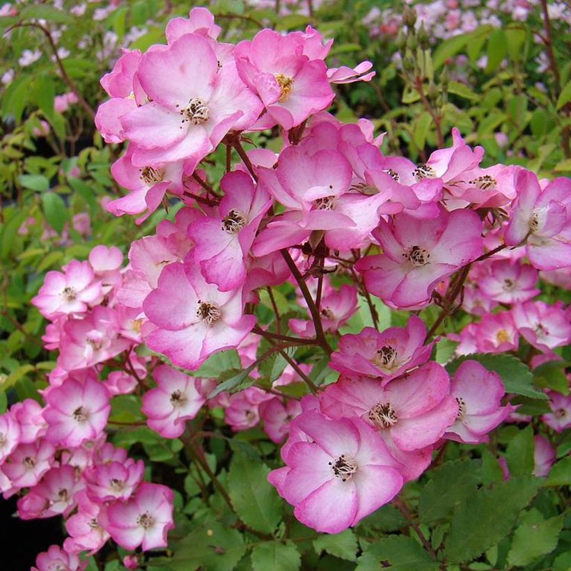 Rosier arbustif Puccini (Flowering)