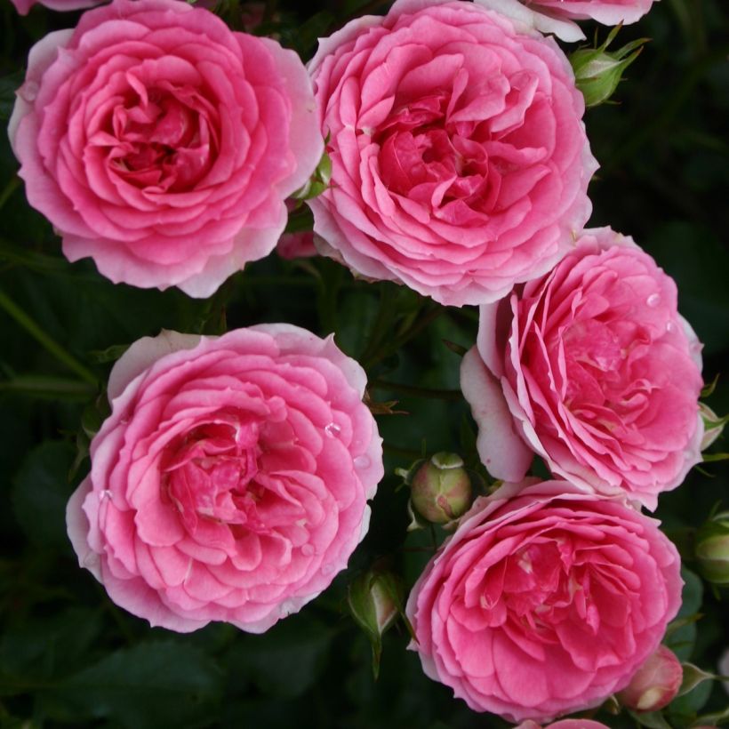 Rosier couvre-sol Amica (Flowering)