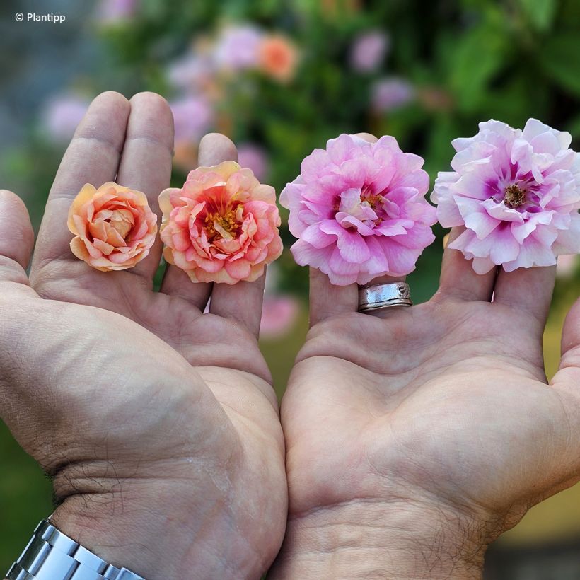 Rosier couvre-sol Amirose (Flowering)