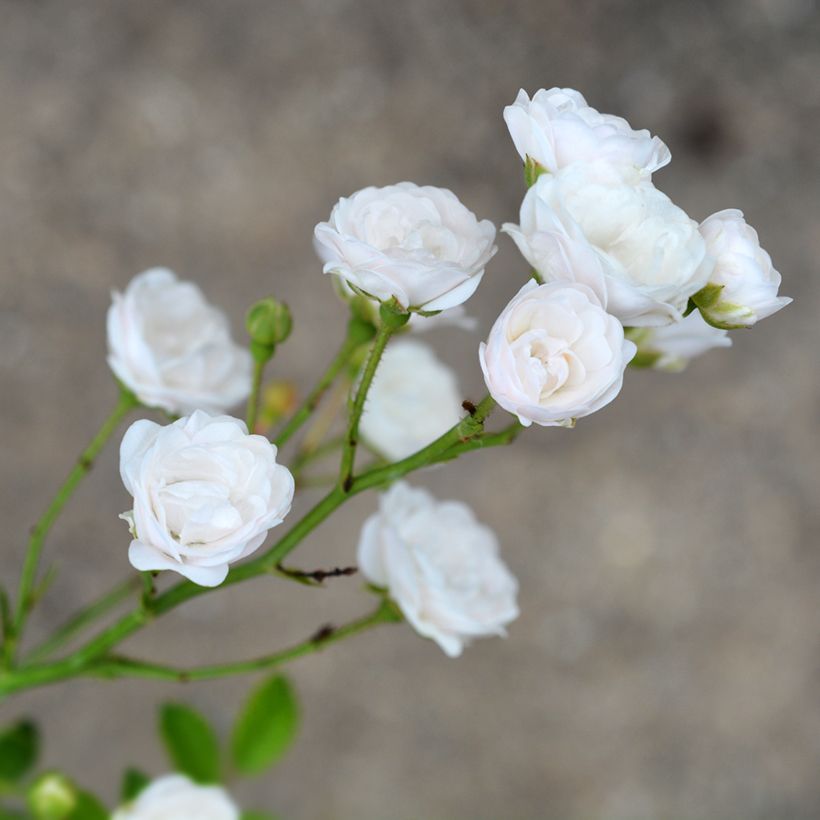 Rosier couvre-sol Crystal Fairy (Flowering)