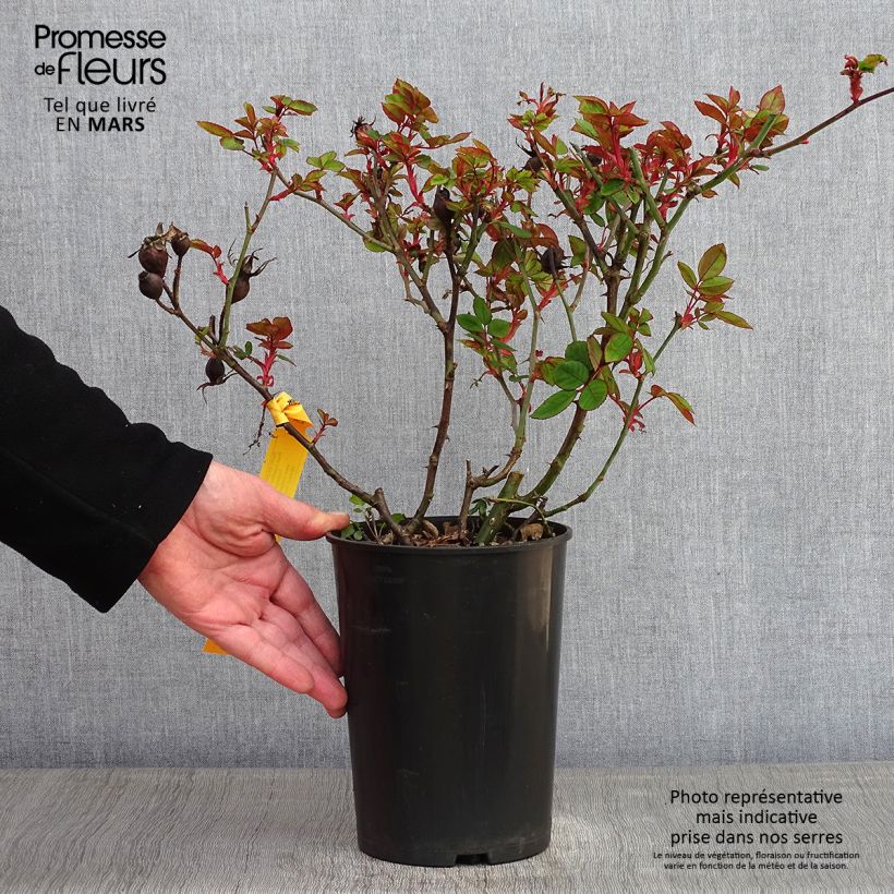 Example of Rosier couvre-sol Knock Out Radrazz Pot de 4L/5L as you get in hiver