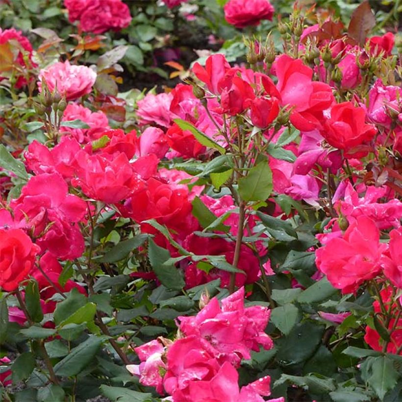 Rosier couvre-sol Knock Out Radrazz (Flowering)