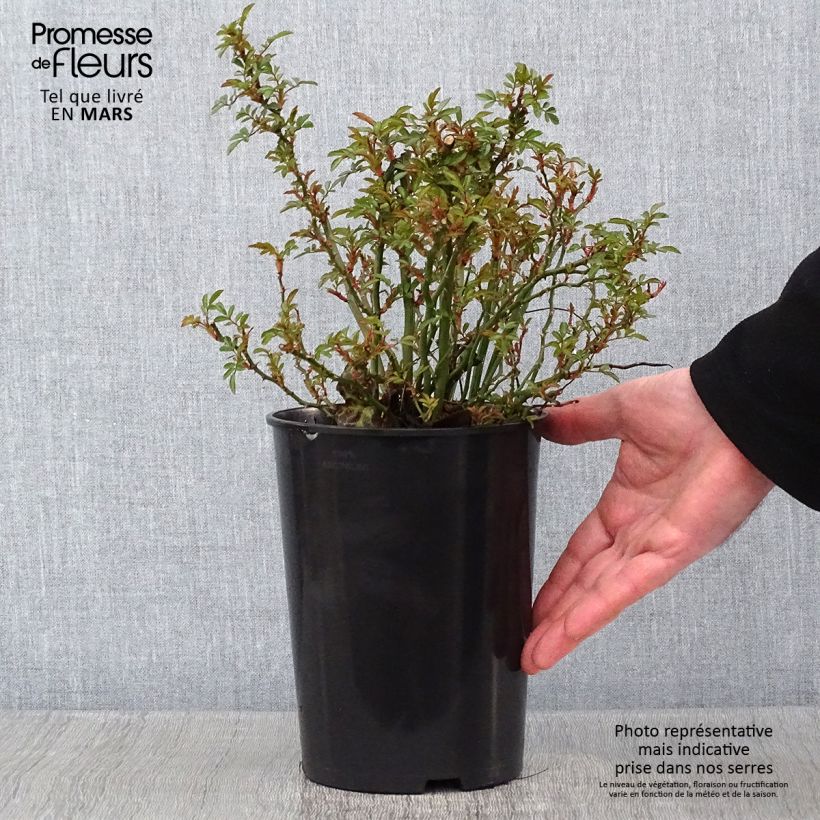 Example of Rosier couvre-sol Nozomi  Pot de 1L/1,5L as you get in hiver