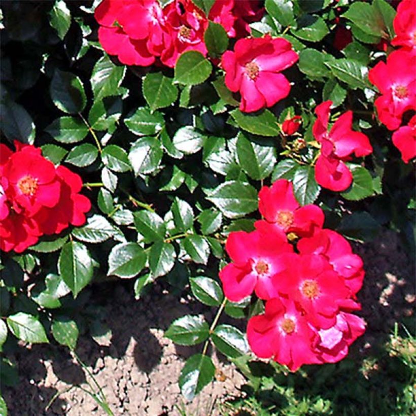 Rosier couvre-sol Pink Flash (Foliage)