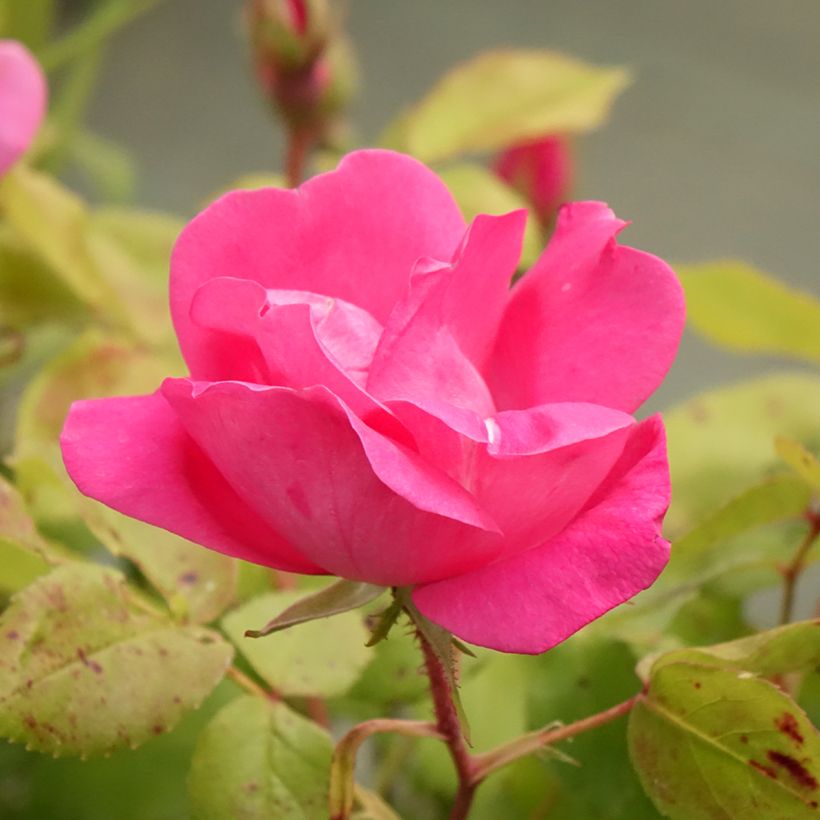 Rosier couvre-sol Pink Knock Out (Rodin) (Flowering)