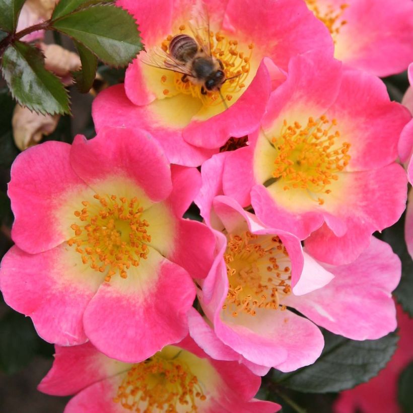 Rosier couvre-sol Topolina (Flowering)