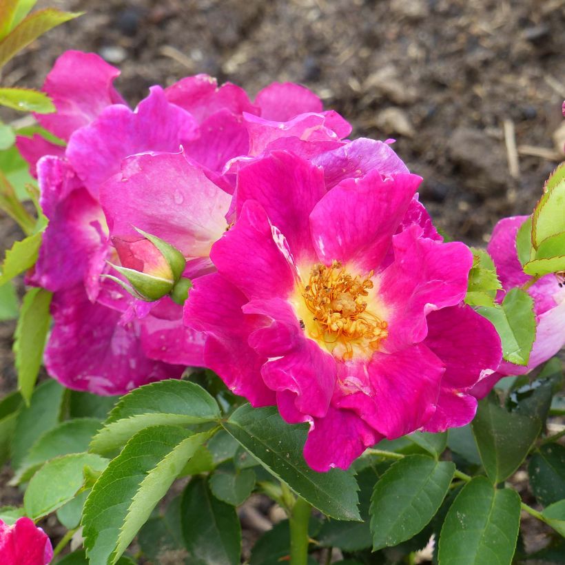 Rosier couvre-sol Weg der Sinne (Flowering)