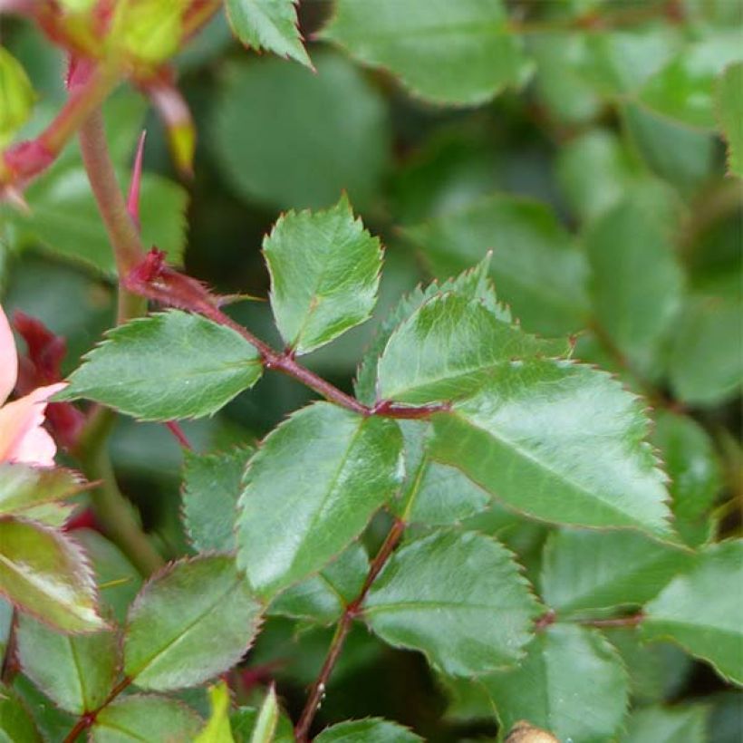 Rosier couvre-sol Happy Chappy  (Foliage)